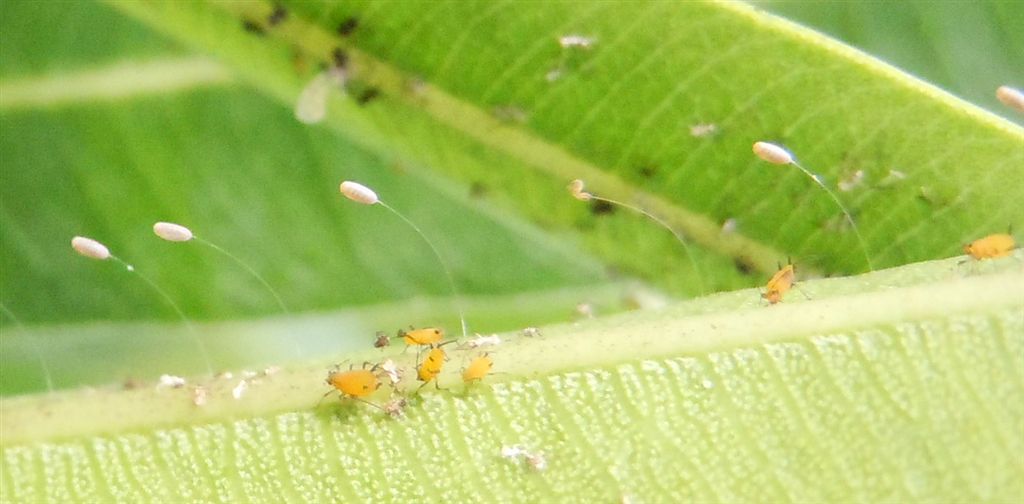 Aphis nerii e predatori al seguito